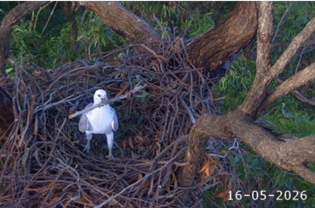 A white seabird stands in a large stick nest in a tree, holding a branch in its beak.