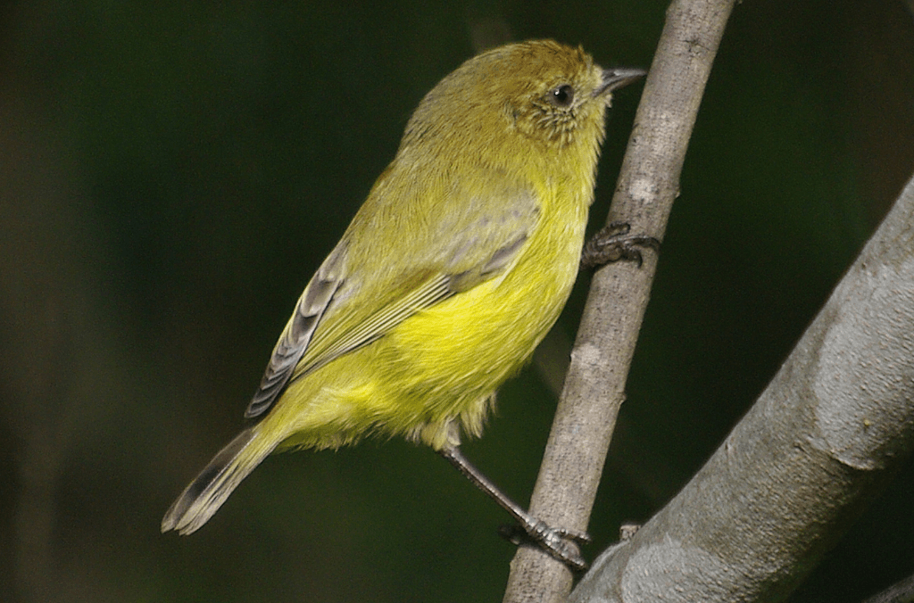 Yellow Thornbill