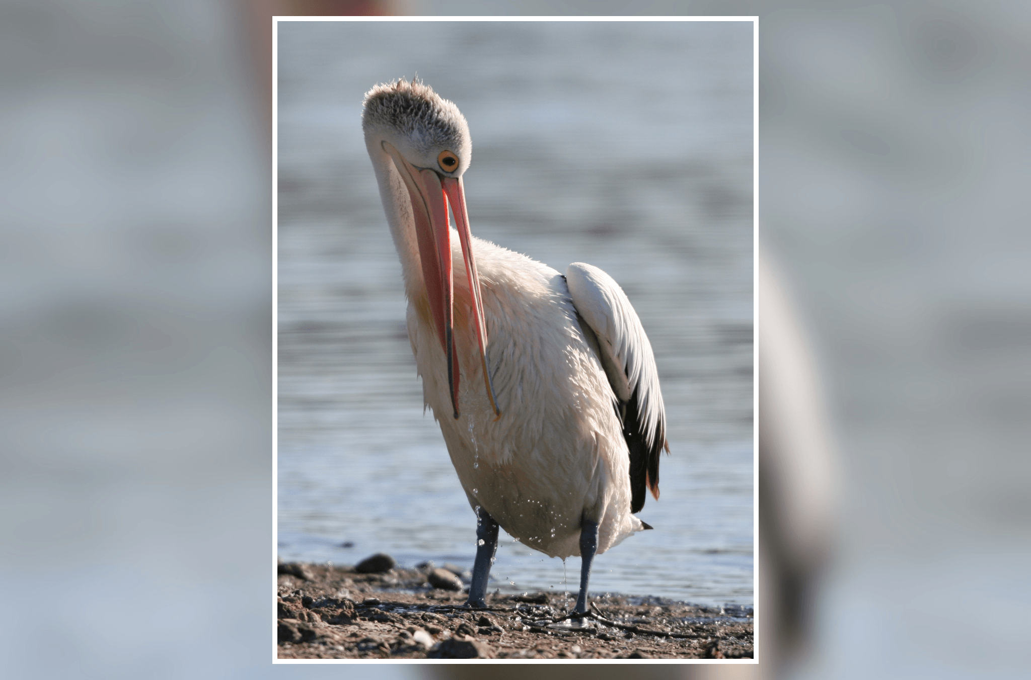 An Australian pelican stands at the water’s edge, its long pink bill lowered toward its chest as sunlight highlights its white plumage.