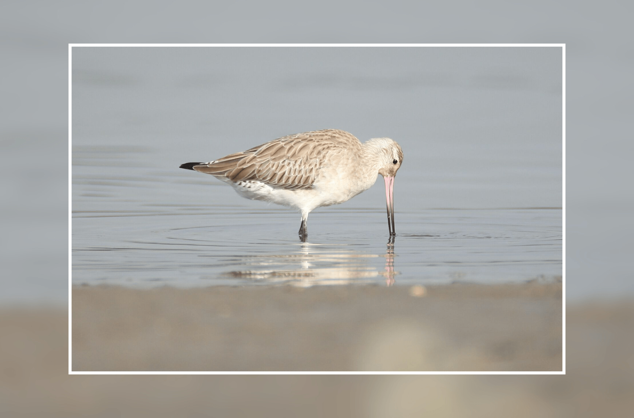 A pale brown and white shorebird wades in shallow water, probing the surface with its long pink bill and creating gentle ripples around its reflection.