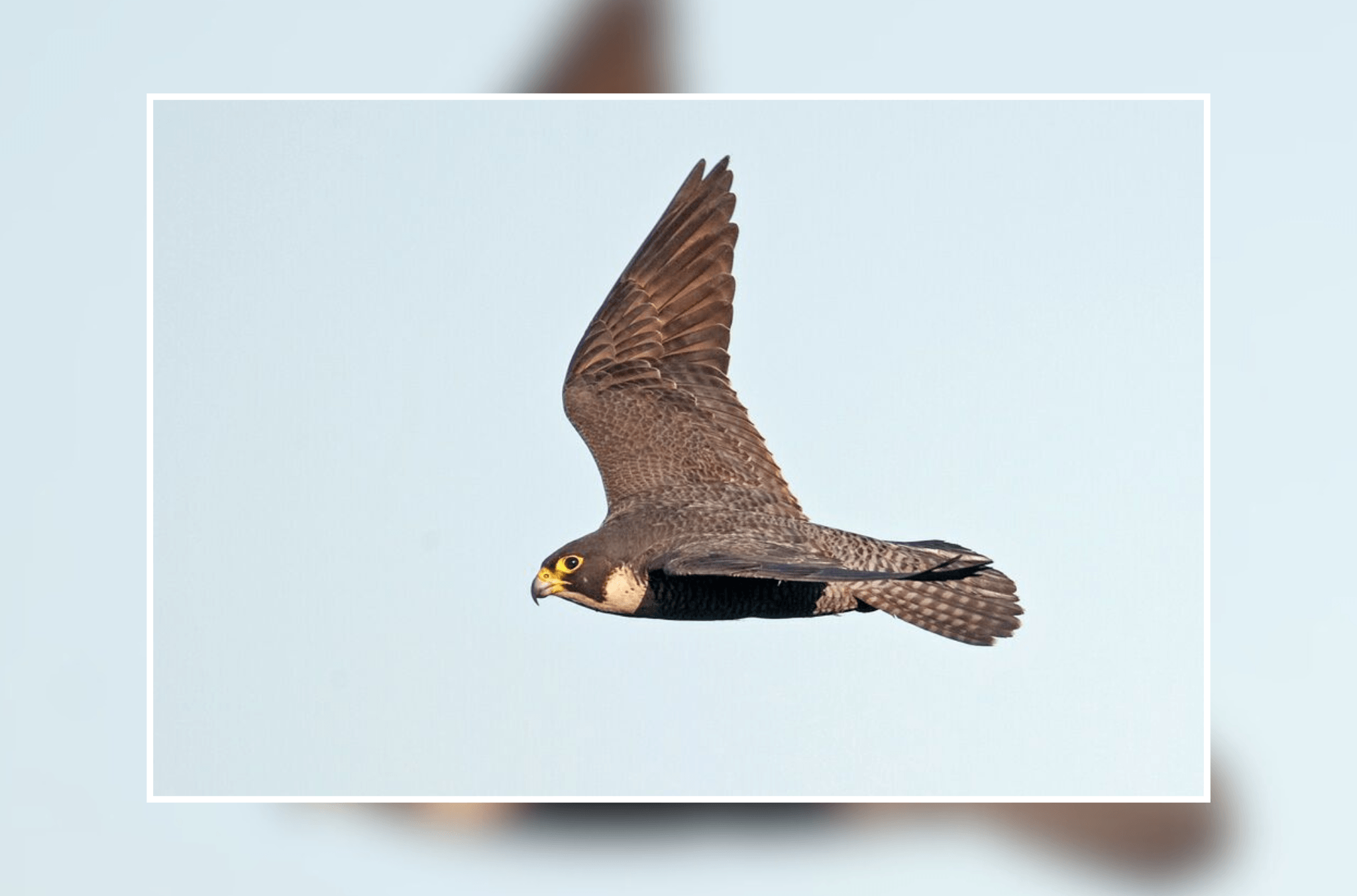 A peregrine falcon glides through the sky with wings outstretched, showing its sleek grey plumage and distinctive dark facial markings against a pale blue background.