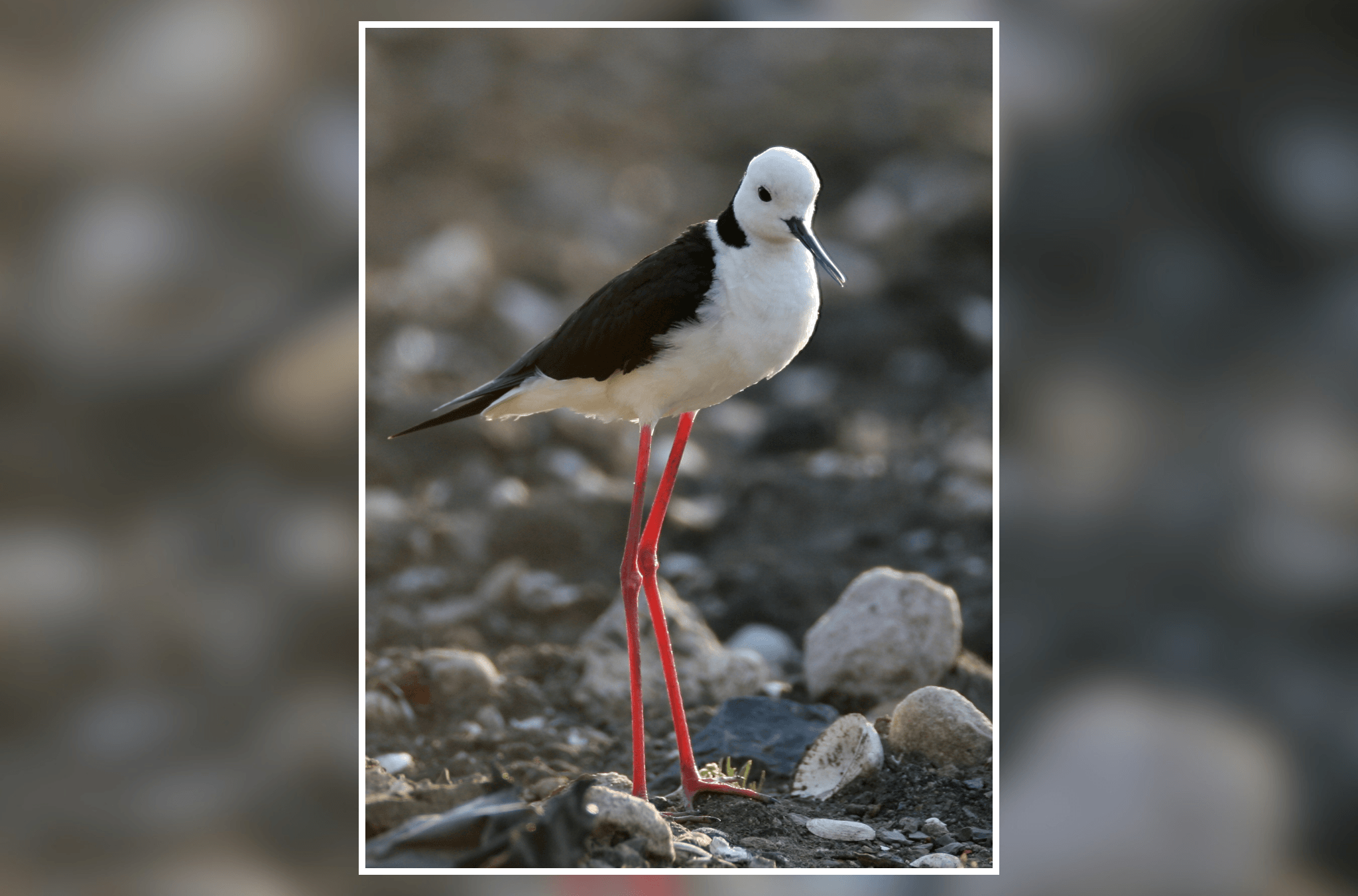 A black-and-white stilt with vivid red legs stands among rocks on a shoreline, highlighted against a softly blurred background.