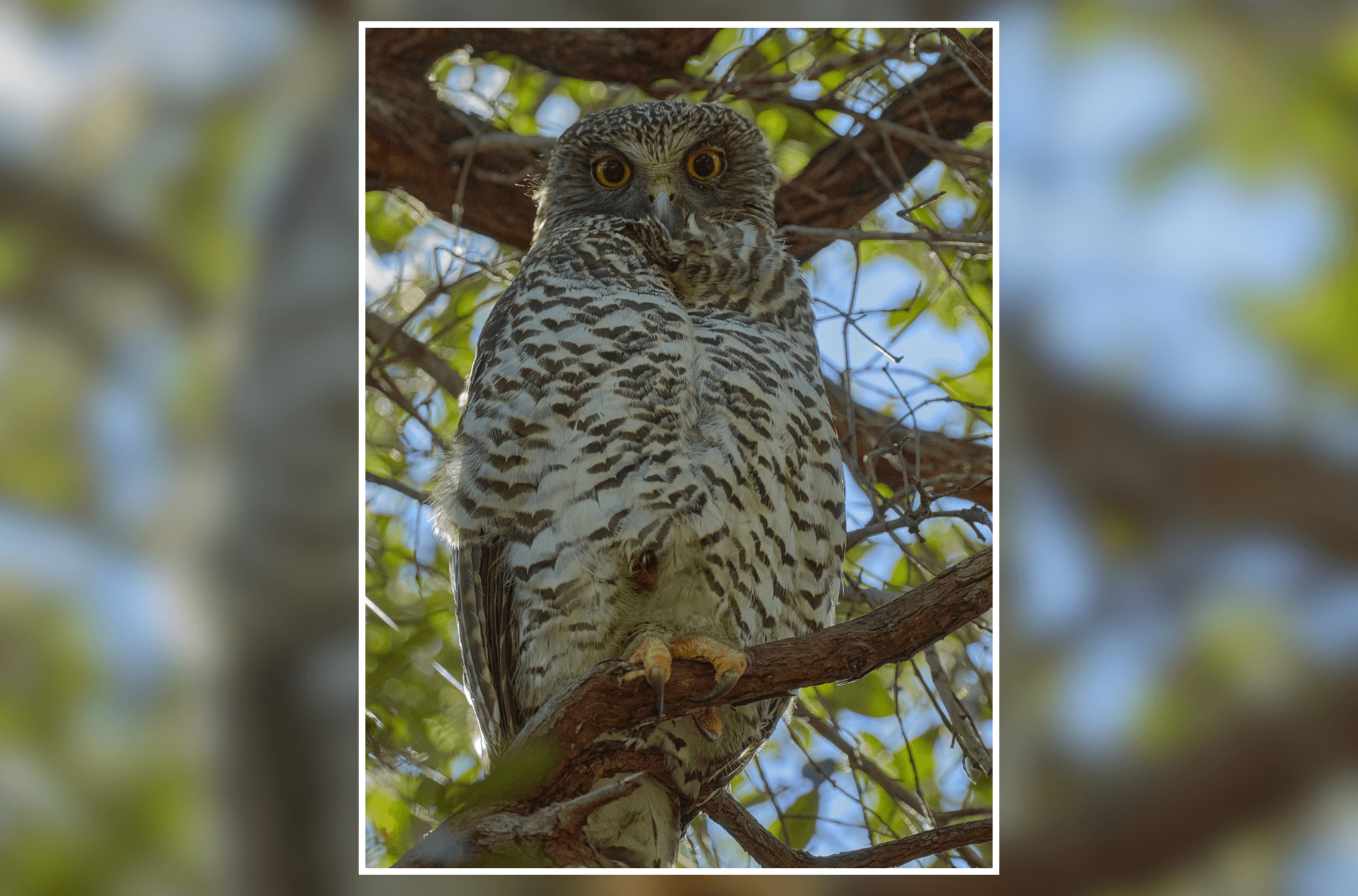 A large owl with striking yellow eyes perches on a tree branch, framed by sunlit foliage and tangled branches in a woodland setting.