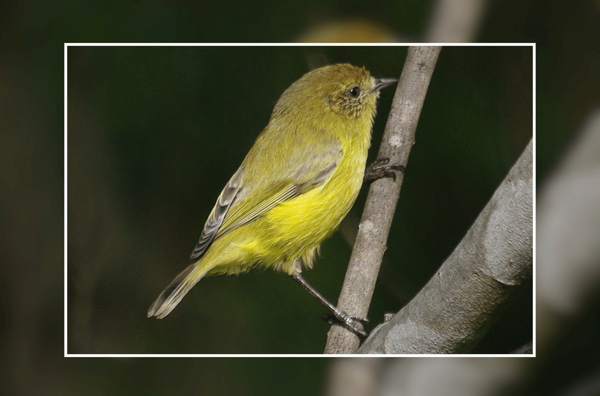 A small yellow-green songbird perches on a slender branch against a dark, softly blurred forest background.
