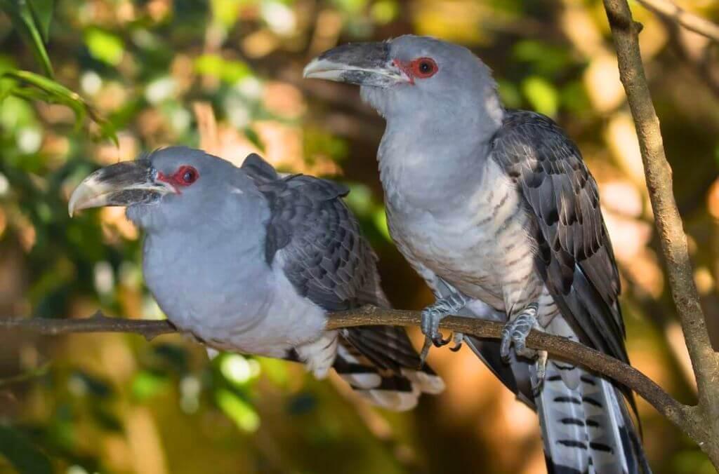 Image of two Cuckoo's in a tree