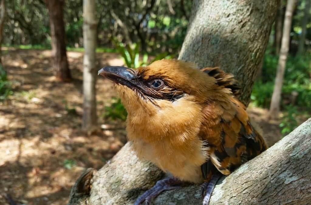 Image of a Channel-billed Cuckoo chick