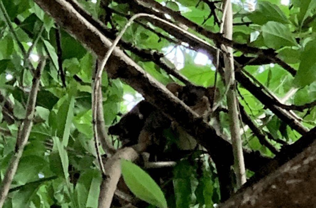 Possums partly hidden within tree branches and leaves.