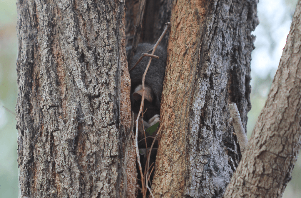 A ringtail possum is partially hidden inside a narrow hollow in a tree trunk, with only part of its face and body visible among the bark and branches.