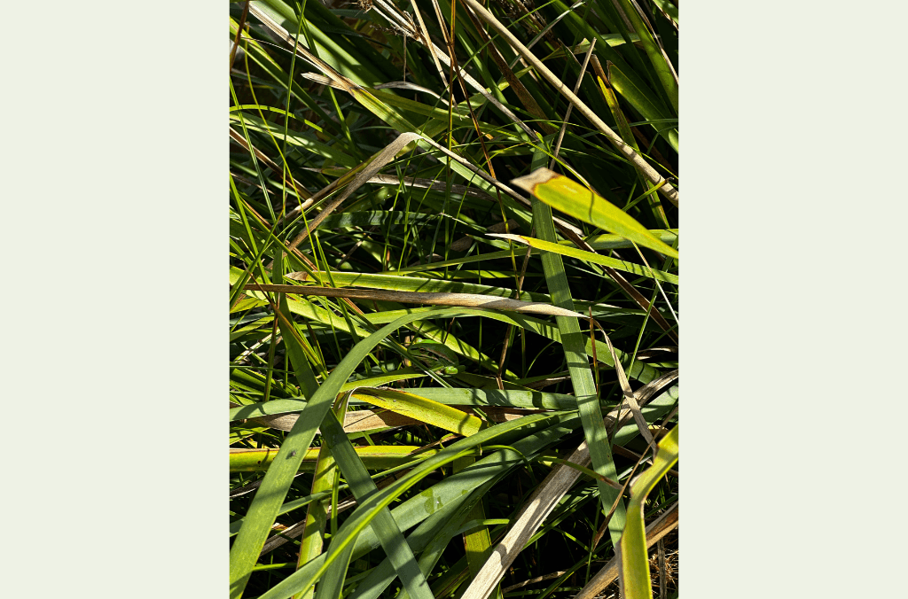 Sunlit green and yellow blades of grass crisscross densely, creating a textured, layered ground cover.