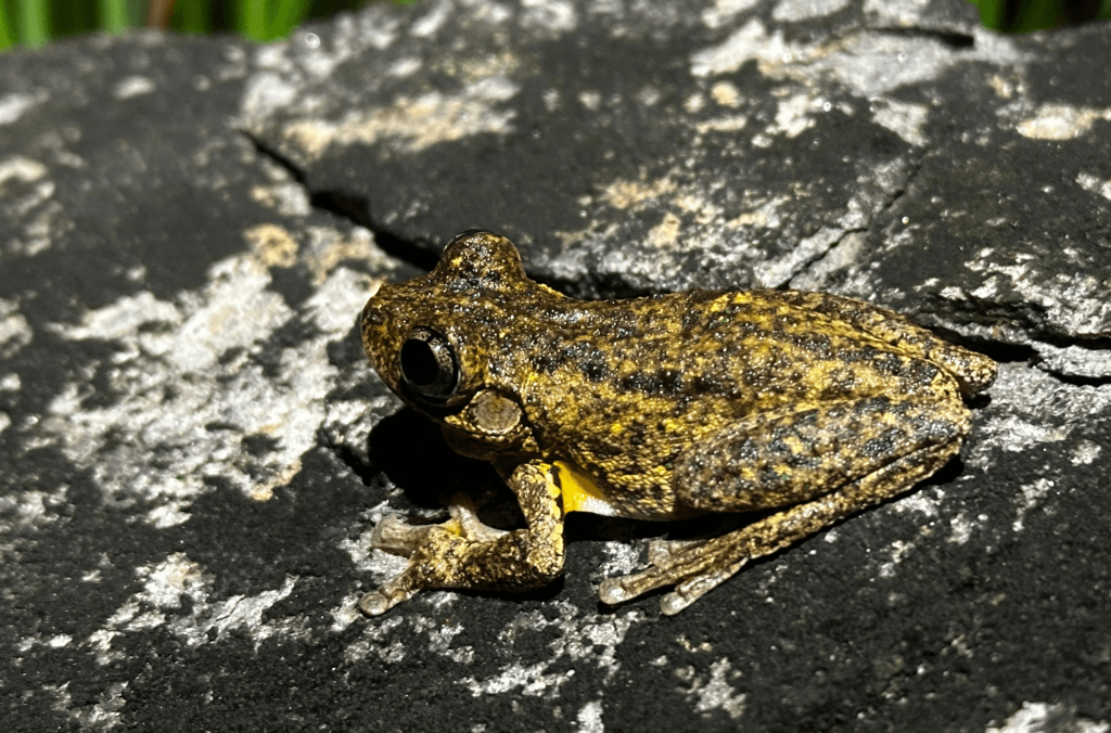 A small mottled brown frog sits on a dark rock surface, illuminated against a softly blurred green background.