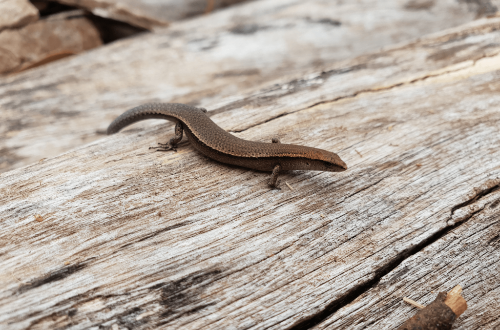 A small brown skink rests on a weathered fallen log, highlighting the habitat created by decaying timber in a natural bushland setting.