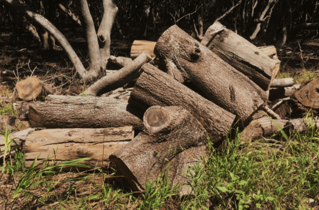 A pile of cut logs and branches lies among grass and trees in a lightly wooded bushland setting.