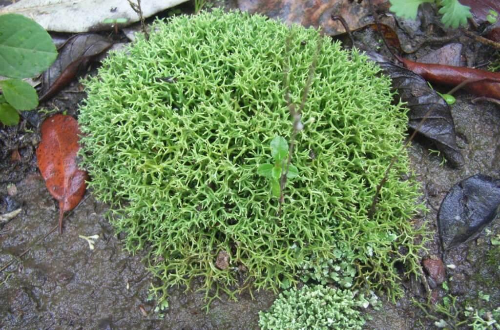 A bright green mound of common coral lichen grows on damp soil among fallen leaves and small plants on a forest floor.