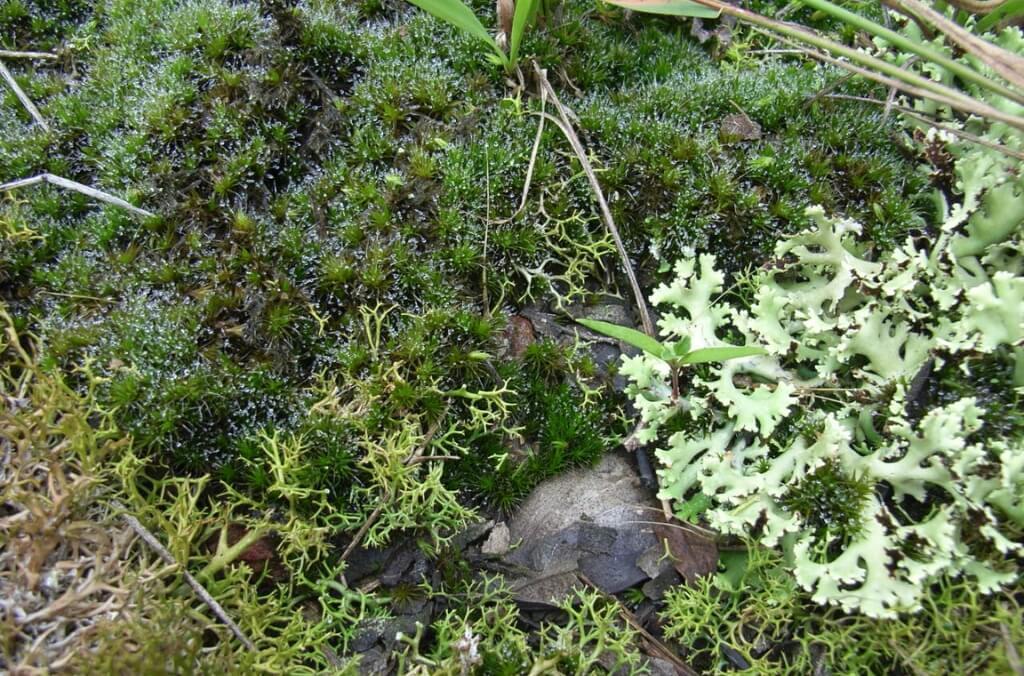 A patch of heath star moss and common coral lichen grows together on the forest floor, creating a textured mix of dark green cushions and pale green branching forms among leaf litter.
